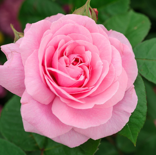 Light Pink Rose - Kisan Botanix Limited