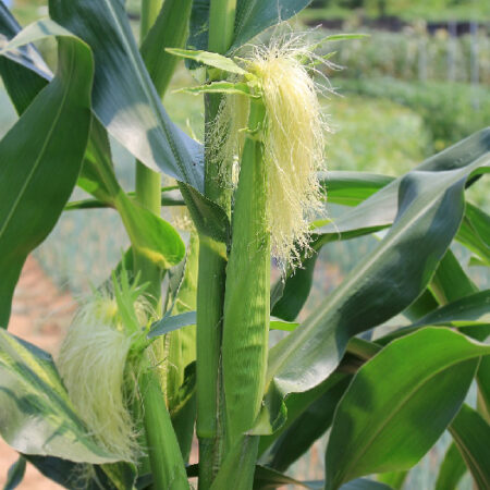 Maize - Image 3